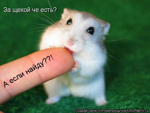 Котоматрица: За щекой че есть? А если найду??!