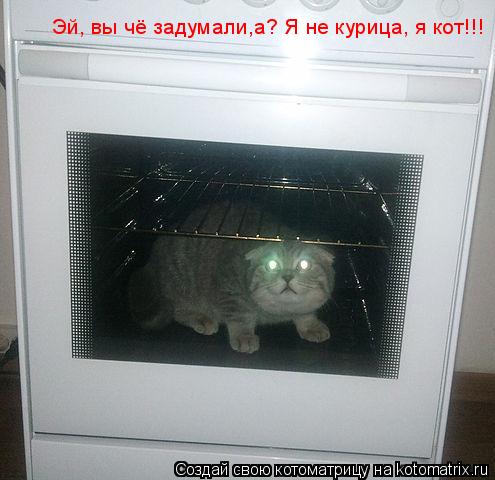 Котоматрица: Эй, вы чё задумали,а? Я не курица, я кот!!!