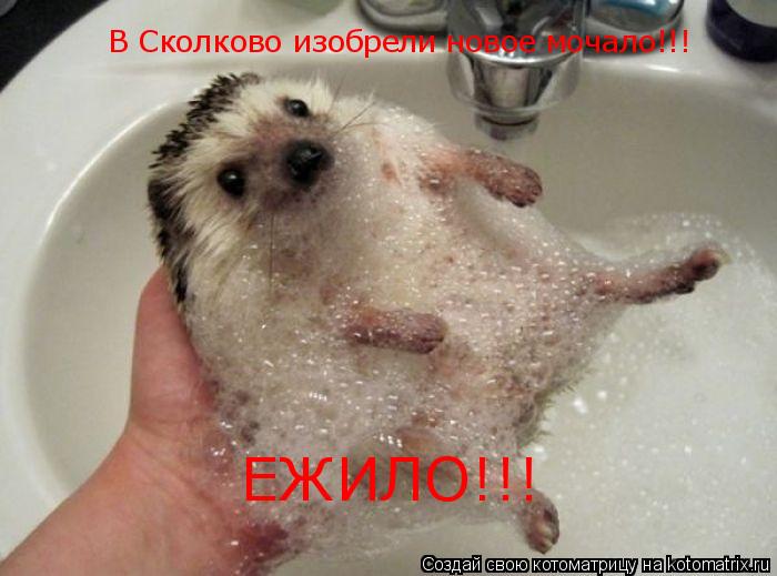 Котоматрица: В Сколково изобрели новое мочало!!! ЕЖИЛО!!!