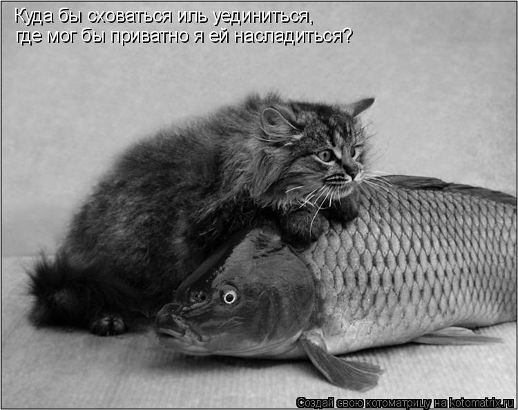 Котоматрица: Куда бы сховаться иль уединиться, где мог бы приватно я ей насладиться?