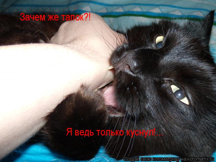 Котоматрица: Зачем же тапок?! Я ведь только куснул!...
