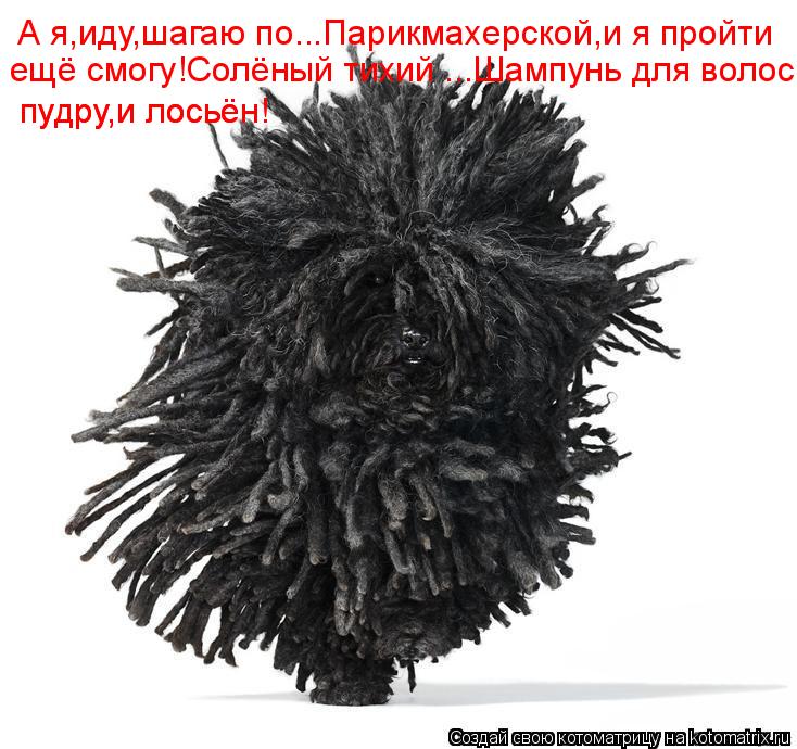Котоматрица: А я,иду,шагаю по...Парикмахерской,и я пройти ещё смогу!Солёный тихий ...Шампунь для волос, пудру,и лосьён! пудру,и лосьён!
