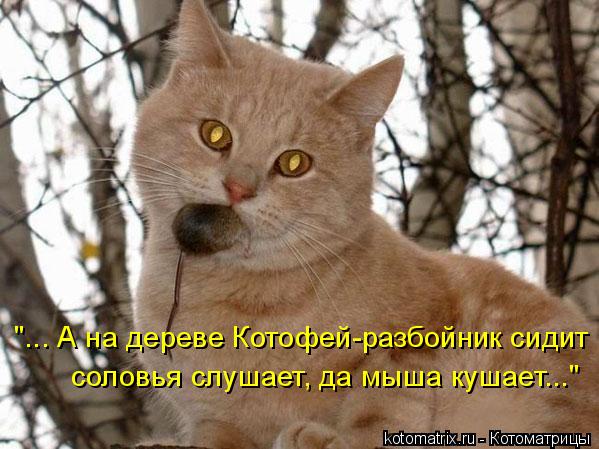 Котоматрица: "... А на дереве Котофей-разбойник сидит соловья слушает, да мыша кушает..."