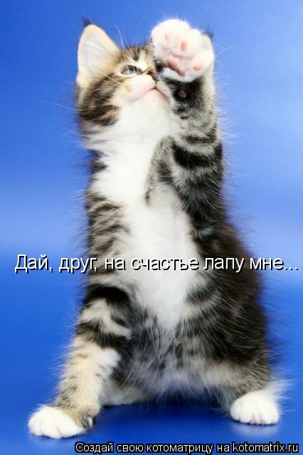 Котоматрица: Дай, друг, на счастье лапу мне...