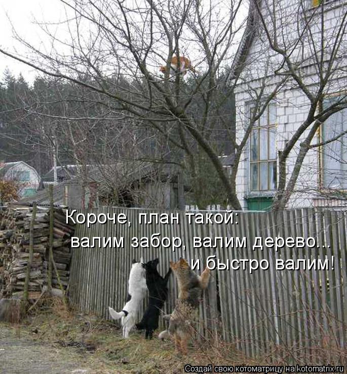 Короче, план такой: валим забор, валим дерево... и быстро валим!... Котоматрица: Короче, план такой: валим забор, валим дерево... и быстро валим!