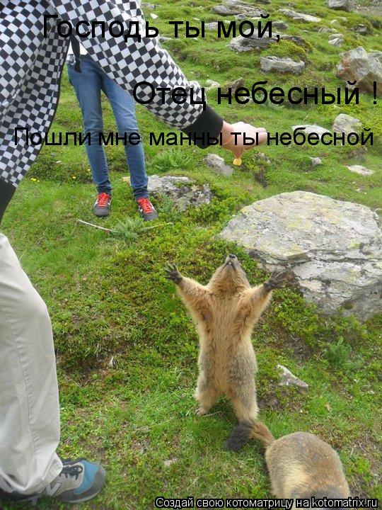 Котоматрица: Господь ты мой, Отец небесный ! Пошли мне манны ты небесной