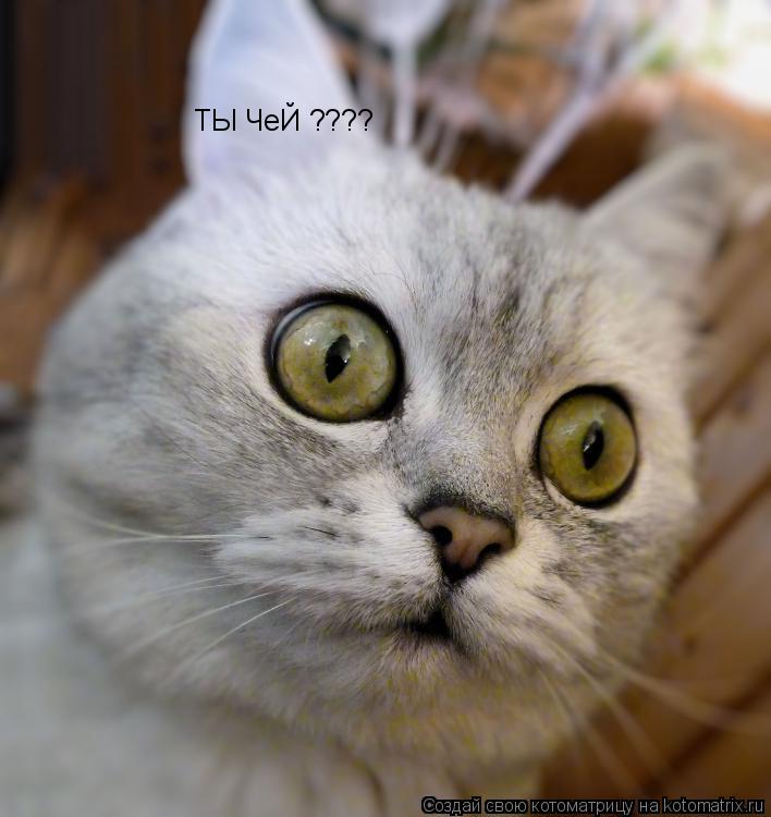 Котоматрица: ТЫ ЧеЙ ????