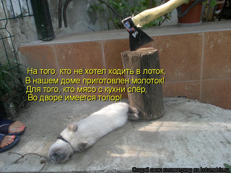 Котоматрица: На того, кто не хотел ходить в лоток, В нашем доме приготовлен молоток! Для того, кто мясо с кухни спёр, Во дворе имеется топор!