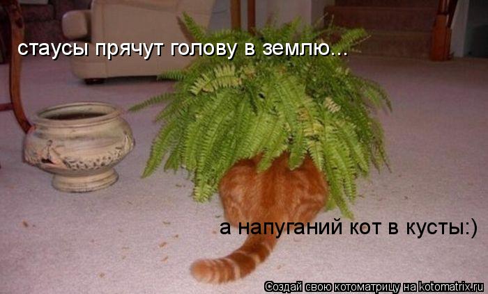 Котоматрица: стаусы прячут голову в землю... а напуганий кот в кусты:)