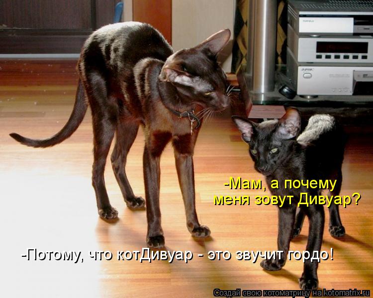 Котоматрица: -Мам, а почему  меня зовут Дивуар? -Потому, что котДивуар - это звучит гордо!