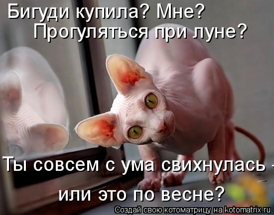 Котоматрица: Бигуди купила? Мне?  Прогуляться при луне?  Ты совсем с ума свихнулась -  или это по весне?