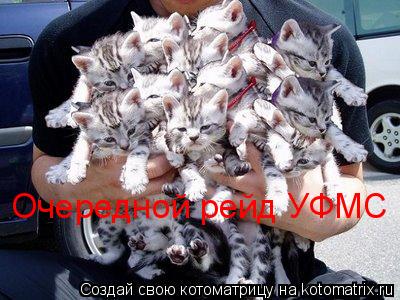 Котоматрица: Очередной рейд УФМС