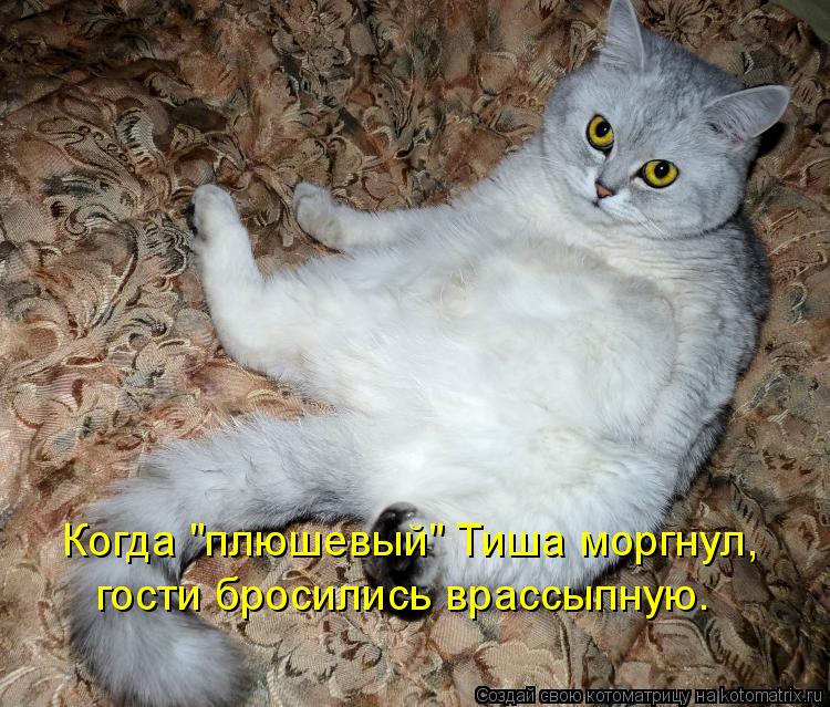 Котоматрица: Когда "плюшевый" Тиша моргнул,  гости бросились врассыпную.