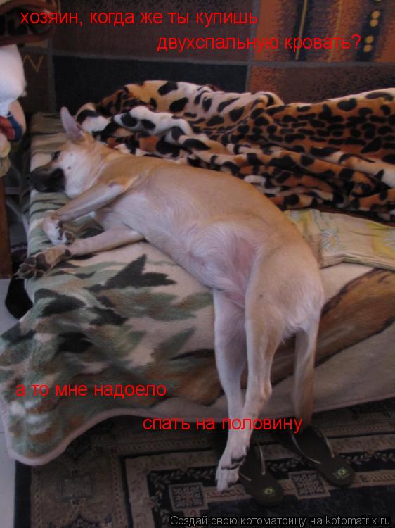 Котоматрица: хозяин, когда же ты купишь двухспальную кровать? а то мне надоело спать на половину