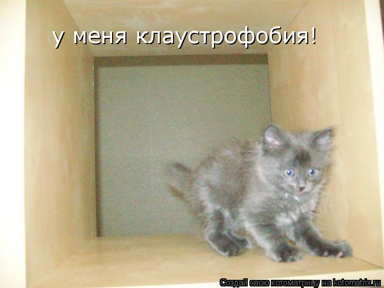 у меня клаустрофобия!... Котоматрица: у меня клаустрофобия!