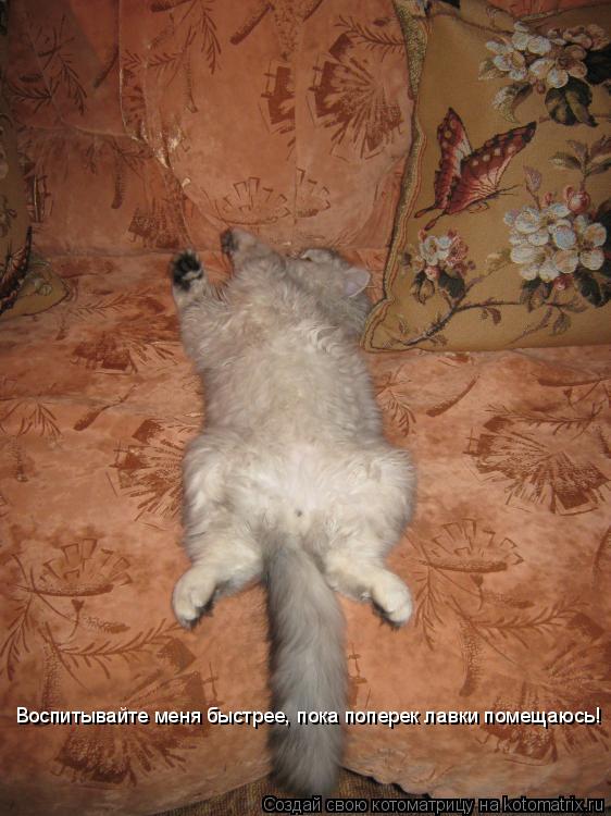 Воспитывайте меня быстрее, пока поперек лавки помещаюсь!... Котоматрица: Воспитывайте меня быстрее, пока поперек лавки помещаюсь!