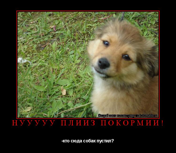 Нууууу плииз покормии! -кто сюда собак пустил?... Котоматрица: Нууууу плииз покормии! -кто сюда собак пустил?