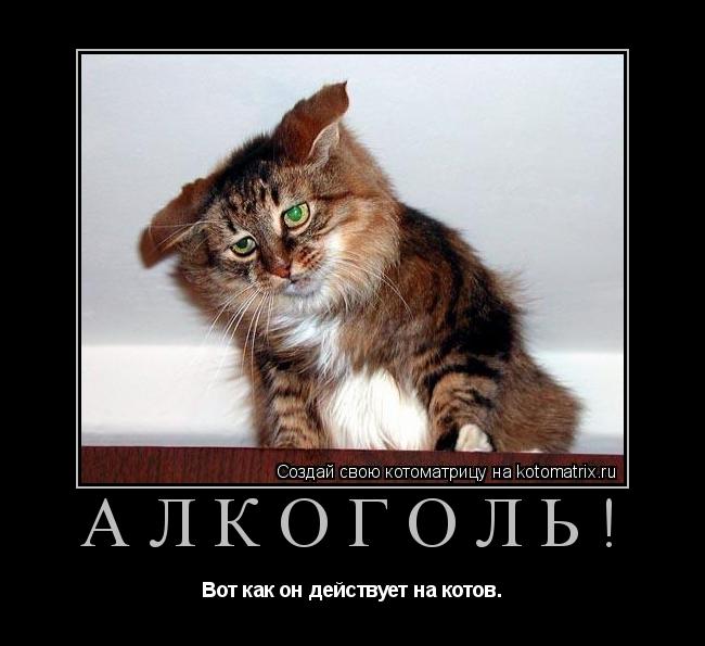 Алкоголь! Вот как он действует на котов.... Котоматрица: Алкоголь! Вот как он действует на котов.