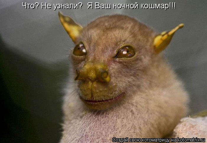 Котоматрица: Что? Не узнали?  Я Ваш ночной кошмар!!!