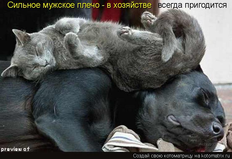 всегда пригодится Сильное мужское плечо - в хозяйстве... Котоматрица: всегда пригодится Сильное мужское плечо - в хозяйстве