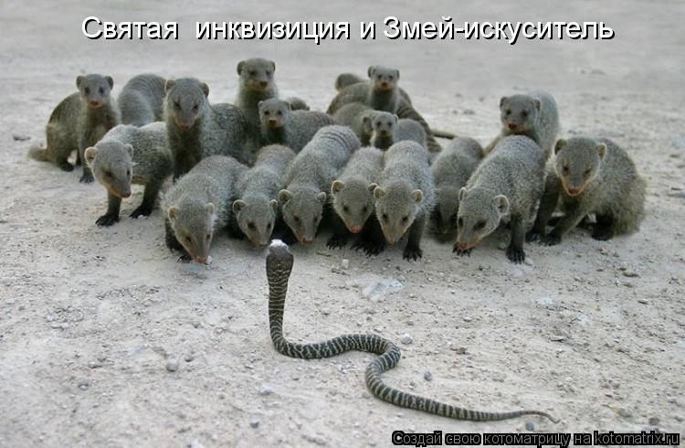 Святая инквизиция и Змей-искуситель... Котоматрица: Святая инквизиция и Змей-искуситель
