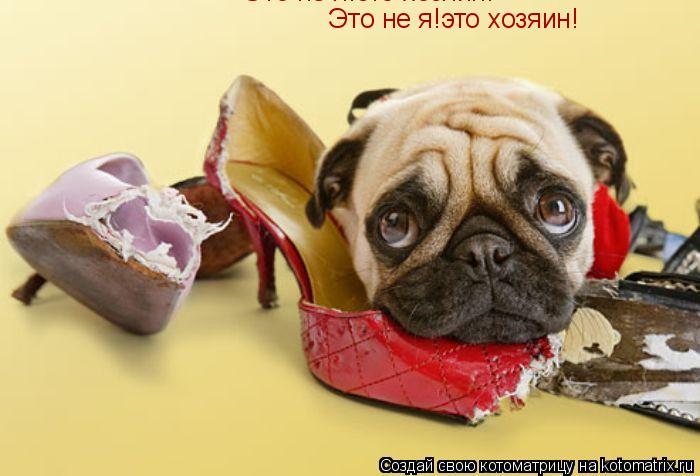 Это не я!это хозяин! Это не я!это хозяин!... Котоматрица: Это не я!это хозяин! Это не я!это хозяин!