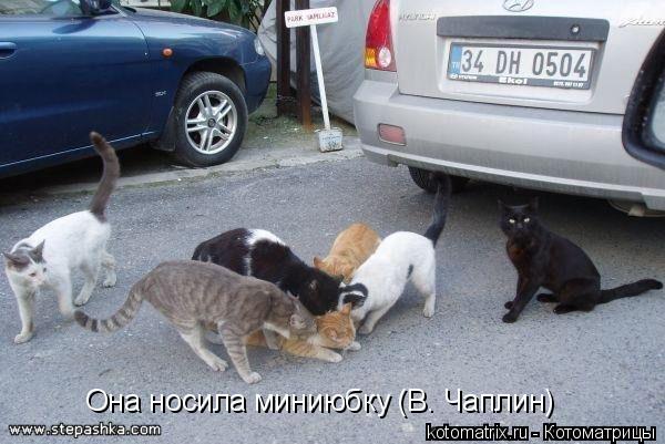 Она носила миниюбку (В. Чаплин)... Котоматрица: Она носила миниюбку (В. Чаплин)