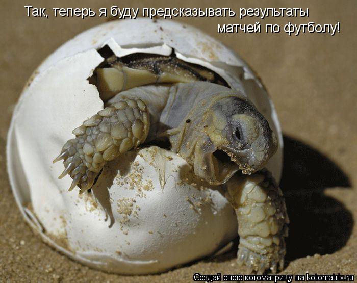 Так, теперь я буду предсказывать результаты матчей по футболу!... Котоматрица: Так, теперь я буду предсказывать результаты матчей по футболу!