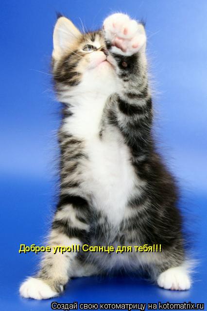 Доброе утро!!! Солнце для тебя!!!... Котоматрица: Доброе утро!!! Солнце для тебя!!!