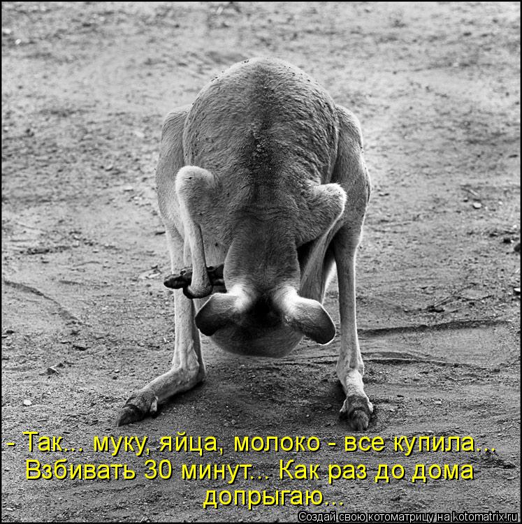 - Так... муку, яйца, молоко - все купила... Взбивать 30 минут... Как раз до дома допрыгаю...... Котоматрица: - Так... муку, яйца, молоко - все купила... Взбивать 30 минут... Как раз до дома допрыгаю...