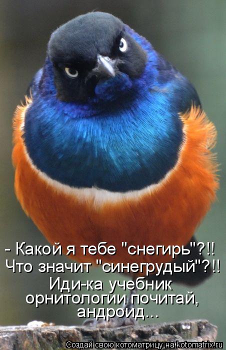 - Какой я тебе "снегирь"?!! Что значит "синегрудый"?!! Иди-ка учебник орнитологии почитай, андроид..... Котоматрица: - Какой я тебе "снегирь"?!! Что значит "синегрудый"?!! Иди-ка учебник орнитологии почитай, андроид...