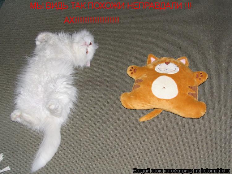 МЫ ВИДЬ ТАК ПОХОЖИ НЕПРАВДАЛИ !!! АХ!!!!!!!!!!!!!!!!!!... Котоматрица: МЫ ВИДЬ ТАК ПОХОЖИ НЕПРАВДАЛИ !!! АХ!!!!!!!!!!!!!!!!!!