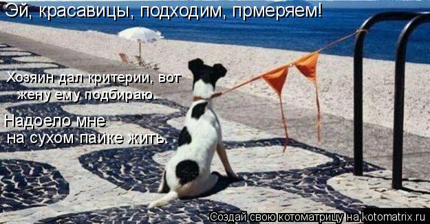 Эй, красавицы, подходим, прмеряем! Хозяин дал критерии, вот жену ему подбираю. на сухом пайке жить. Н... Котоматрица: Эй, красавицы, подходим, прмеряем! Хозяин дал критерии, вот жену ему подбираю. на сухом пайке жить. Надоело мне