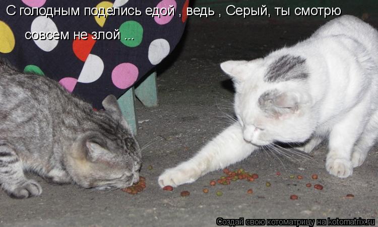 С голодным поделись едой , ведь , Серый, ты смотрю совсем не злой ...... Котоматрица: С голодным поделись едой , ведь , Серый, ты смотрю совсем не злой ...