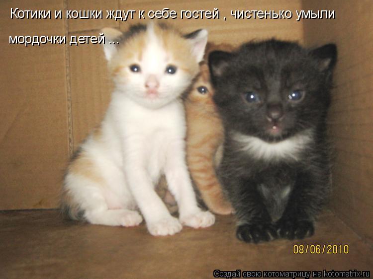 Котики и кошки ждут к себе гостей , чистенько умыли мордочки детей ...... Котоматрица: Котики и кошки ждут к себе гостей , чистенько умыли мордочки детей ...