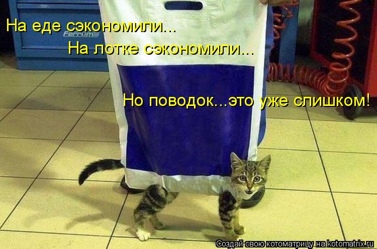 На еде сэкономили... На лотке сэкономили... Но поводок...это уже слишком!... Котоматрица: На еде сэкономили... На лотке сэкономили... Но поводок...это уже слишком!