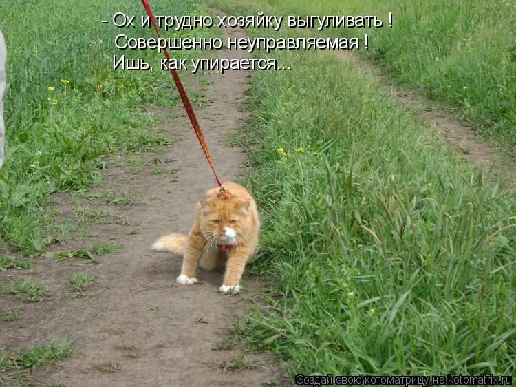 - Ох и трудно хозяйку выгуливать ! Совершенно неуправляемая ! Ишь, как упирается...... Котоматрица: - Ох и трудно хозяйку выгуливать ! Совершенно неуправляемая ! Ишь, как упирается...