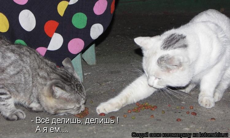 - Всё делишь, делишь ! А я ем....... Котоматрица: - Всё делишь, делишь ! А я ем....