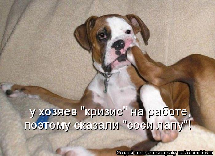 у хозяев "кризис" на работе, поэтому сказали "соси лапу"!... Котоматрица: у хозяев "кризис" на работе, поэтому сказали "соси лапу"!
