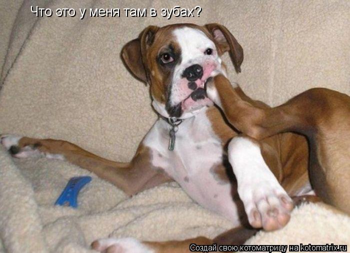 Что это у меня там в зубах?... Котоматрица: Что это у меня там в зубах?