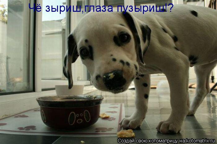 Чё зыриш,глаза пузыриш!?... Котоматрица: Чё зыриш,глаза пузыриш!?