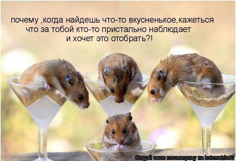 почему ,когда найдешь что-то вкусненькое,кажеться что за тобой кто-то пристально наблюдает и хочет эт... Котоматрица: почему ,когда найдешь что-то вкусненькое,кажеться что за тобой кто-то пристально наблюдает и хочет это отобрать?!