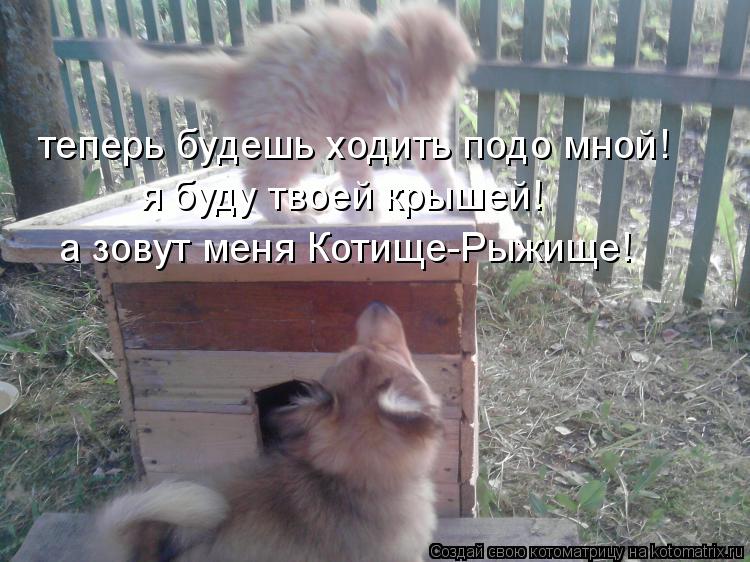 теперь будешь ходить подо мной! я буду твоей крышей! а зовут меня Котище-Рыжище!... Котоматрица: теперь будешь ходить подо мной! я буду твоей крышей! а зовут меня Котище-Рыжище!