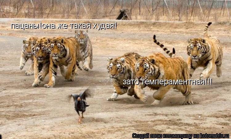 пацаны!она же такая худая! зато темпераментная!!!... Котоматрица: пацаны!она же такая худая! зато темпераментная!!!