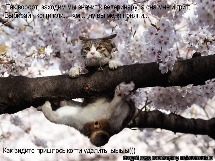 Так воооот, заходим мы значит к ветеринару, а она мне и грит: -Выбирай - когти или...! хм...! ну вы м... Котоматрица: Так воооот, заходим мы значит к ветеринару, а она мне и грит: -Выбирай - когти или...! хм...! ну вы меня поняли... Как видите пришлось когти удалить
