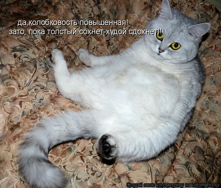 да,колобковость повышенная! зато, пока толстый сохнет-худой сдохнет!!!... Котоматрица: да,колобковость повышенная! зато, пока толстый сохнет-худой сдохнет!!!
