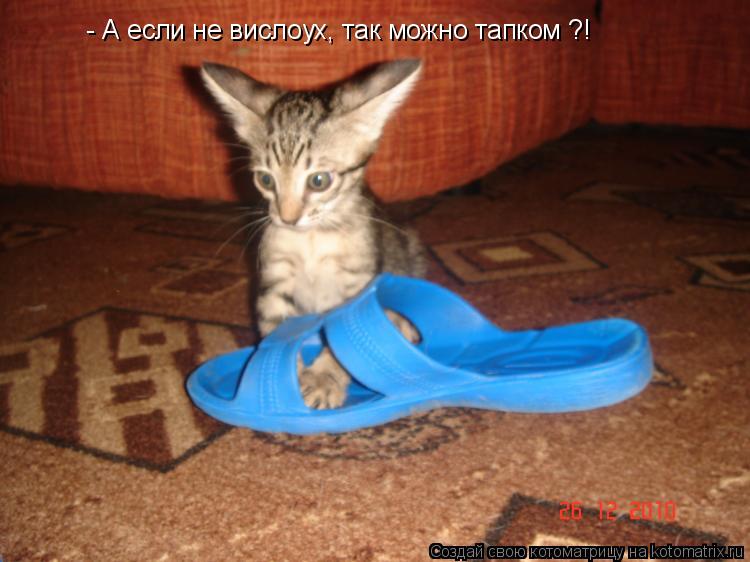 - А если не вислоух, так можно тапком ?!... Котоматрица: - А если не вислоух, так можно тапком ?!