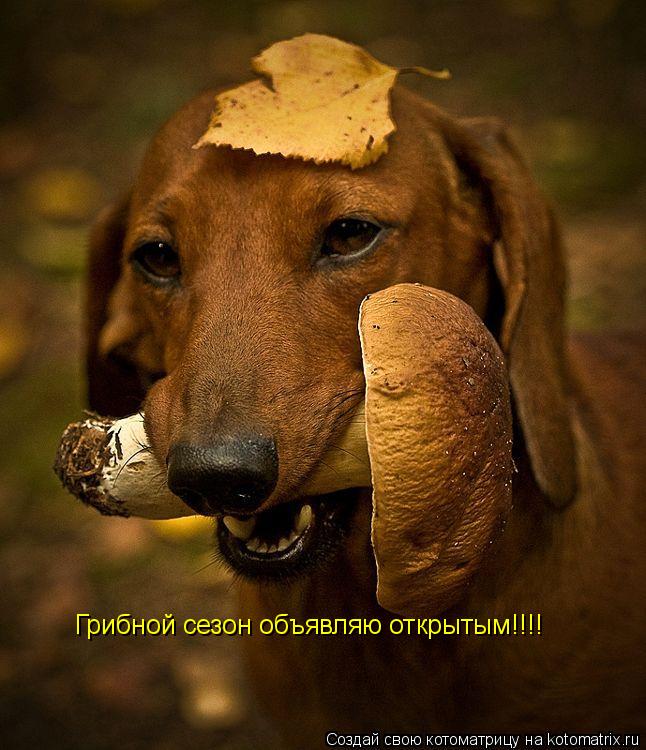 Грибной сезон объявляю открытым!!!!... Котоматрица: Грибной сезон объявляю открытым!!!!