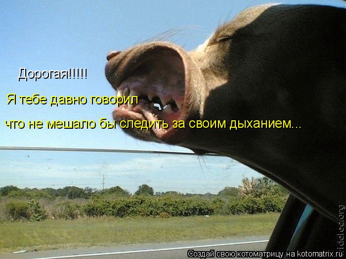 Дорогая!!!!! Я тебе давно говорил что не мешало бы следить за своим дыханием...... Котоматрица: Дорогая!!!!! Я тебе давно говорил что не мешало бы следить за своим дыханием...
