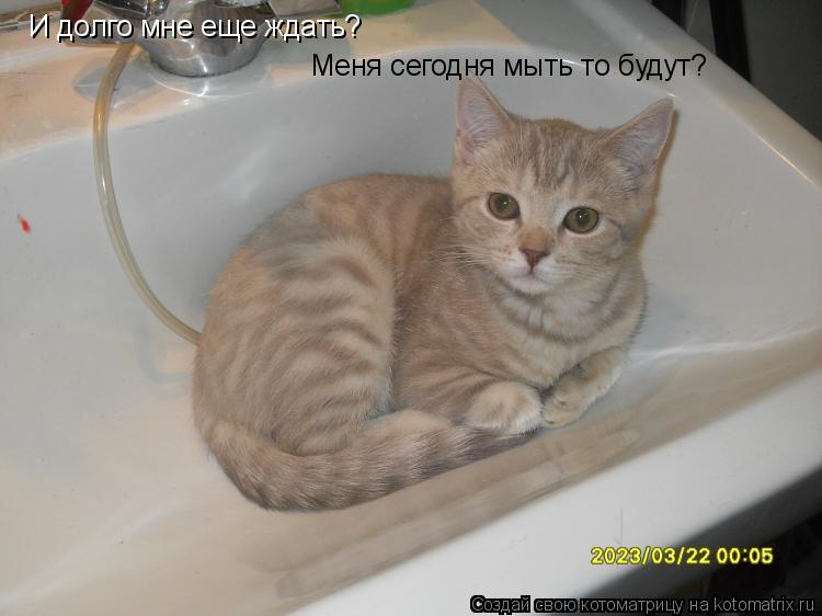 И долго мне еще ждать? Меня сегодня мыть то будут?... Котоматрица: И долго мне еще ждать? Меня сегодня мыть то будут?